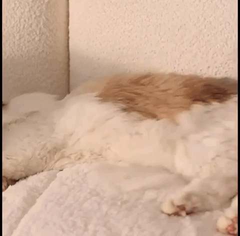 VAPORPEL™ – Spa a Vapor para tu Mascota