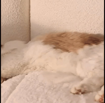 VAPORPEL™ – Spa a Vapor para tu Mascota
